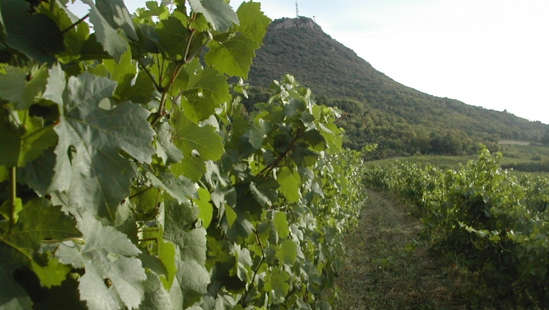 Dégustation de vin bio