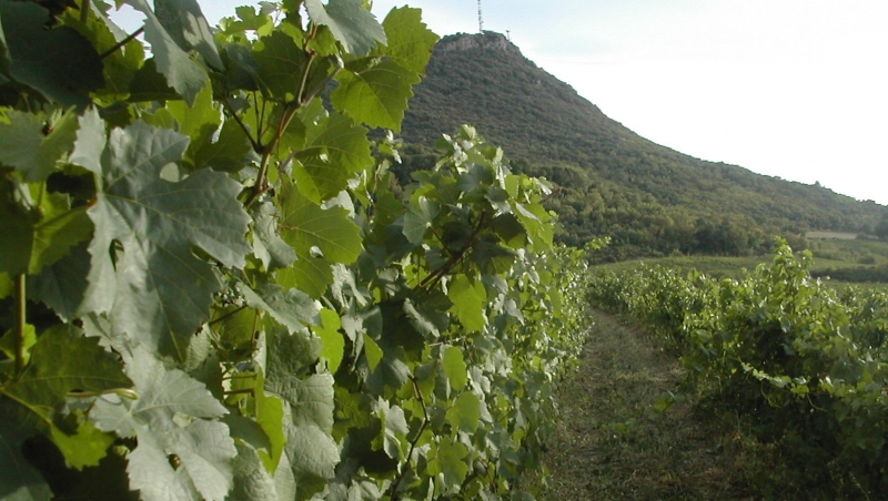 Dégustation de vin bio