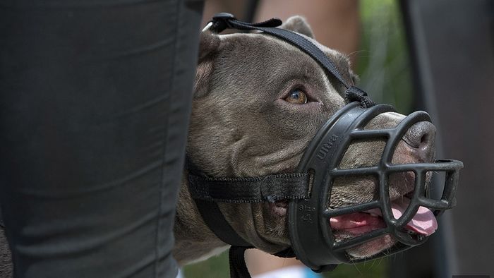LA POLICE MUNICIPALE VIGILANTE ENVERS LES CHIENS DANGEREUX