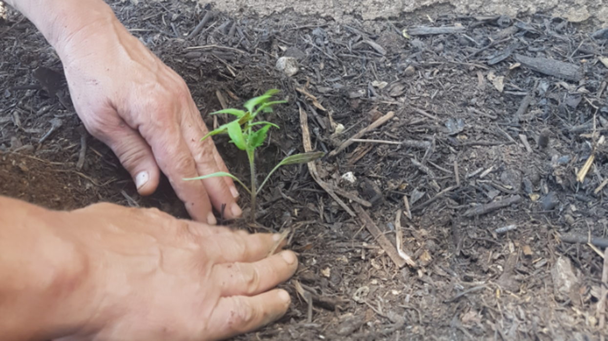 Le projet « Incroyables Comestibles » prend racine