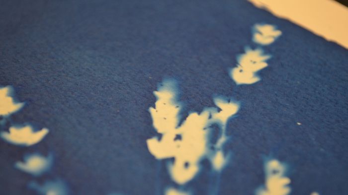 Atelier de Reliure : Initiation au Cyanotype