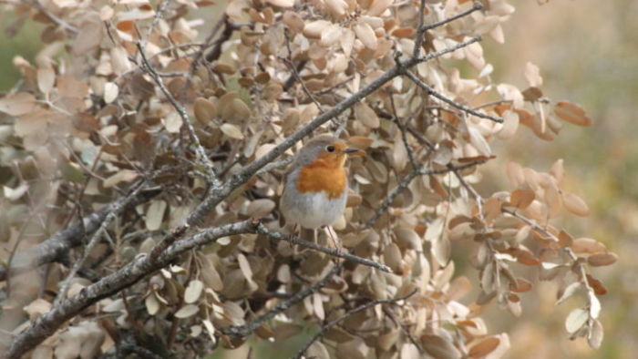 Sortie LPO : les oiseaux hivernant au Parc Pierre Rabhi