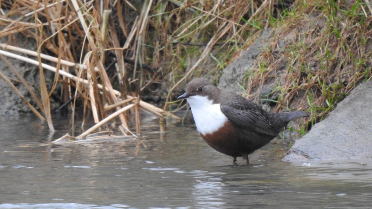 À la découverte des oiseaux de l'Orb