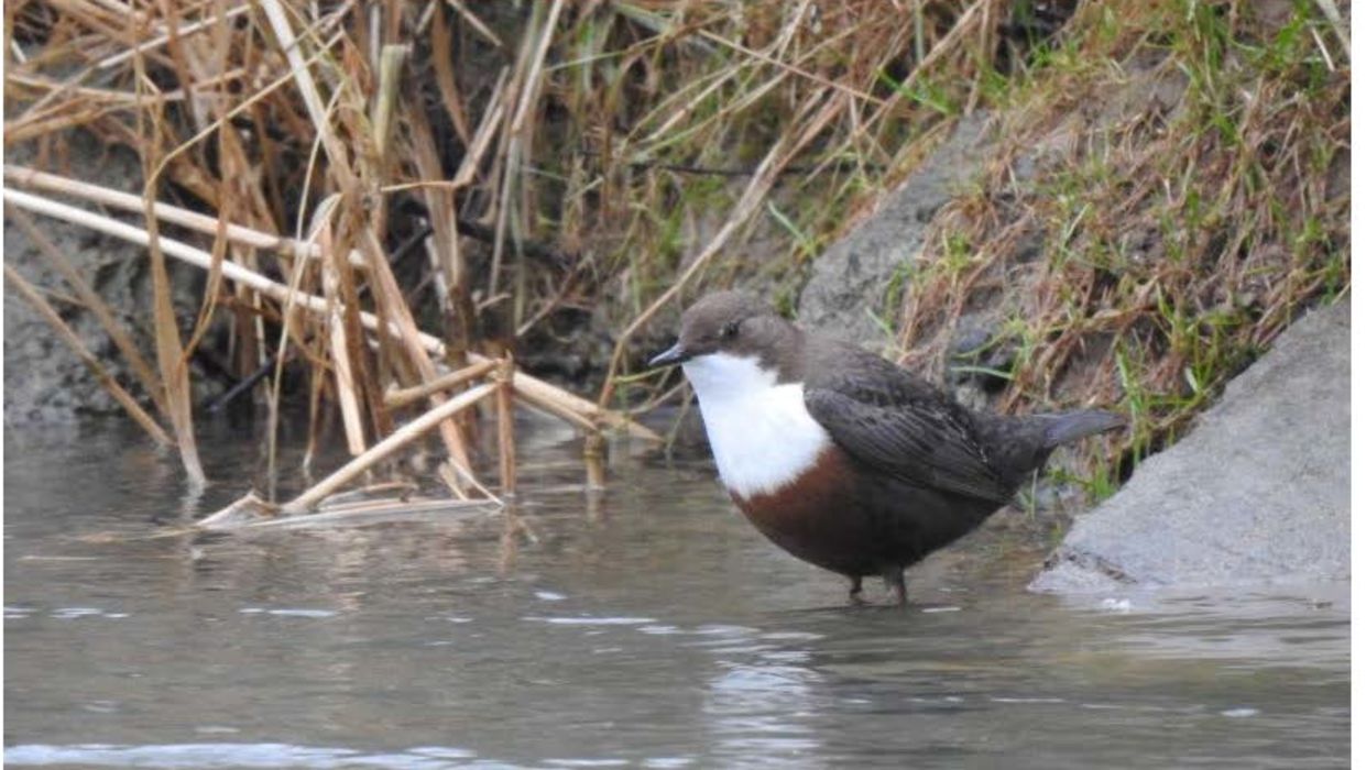 À la découverte des oiseaux de l'Orb