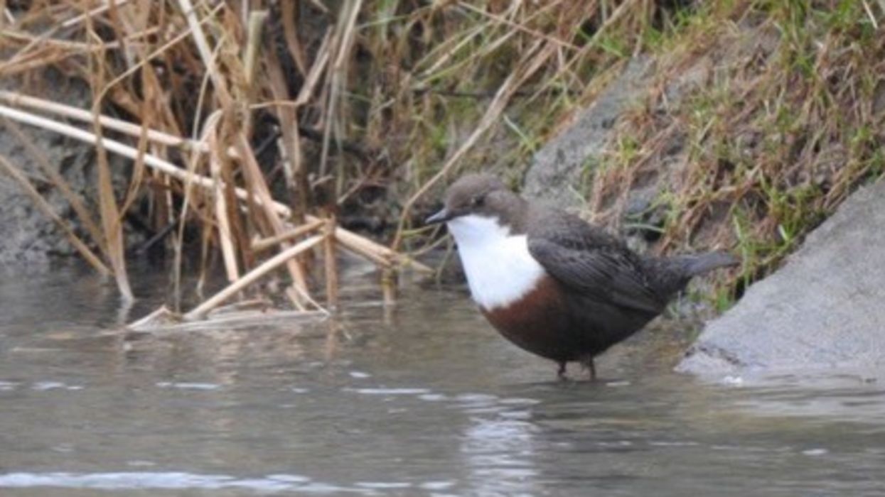 À LA DÉCOUVERTE DES OISEAUX DE L'ORB