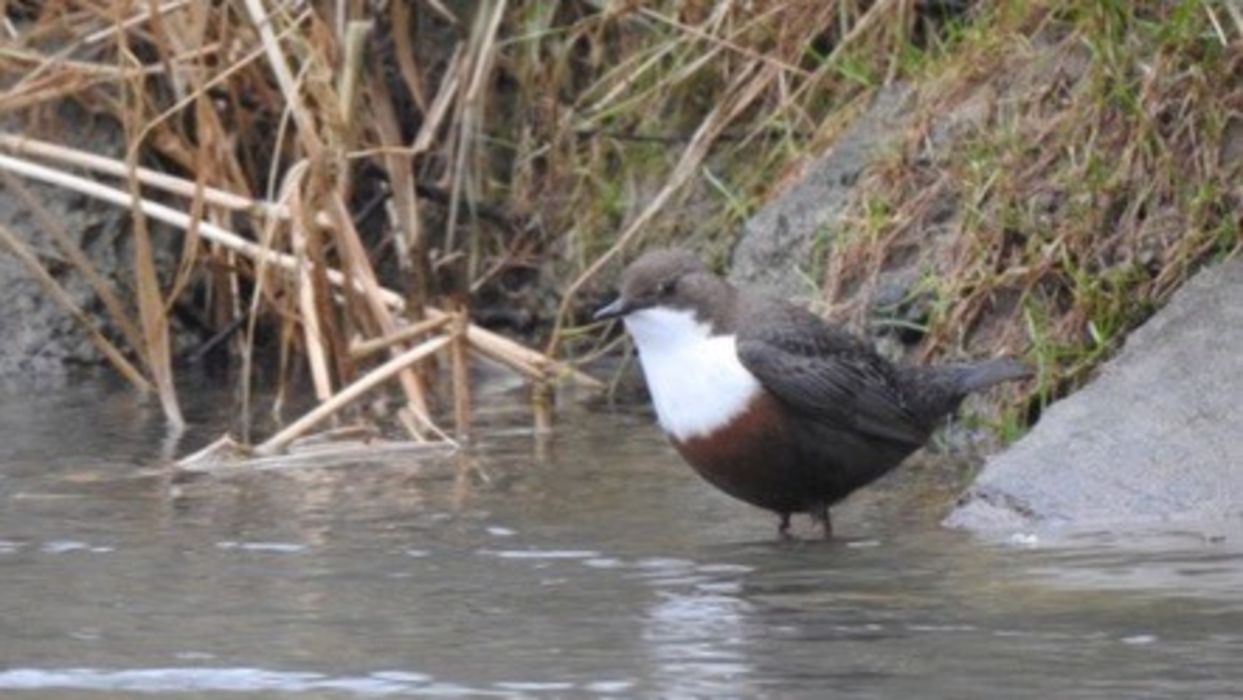 SORTIE CHANTS D'OISEAUX