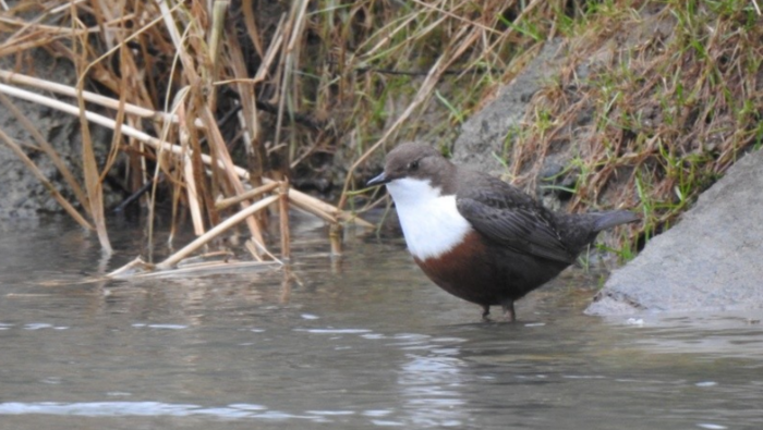 À la découverte des oiseaux de l'Orb