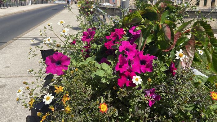 CONCOURS JARDINS ET BALCONS FLEURIS 2022&nbsp;:  EMBELLISONS LA VILLE&nbsp;!