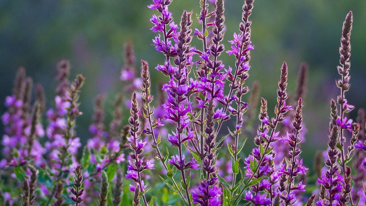 Mercredis au pays : les plantes aromatiques et médicinales