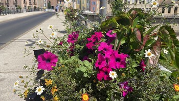 CONCOURS DES JARDINS ET BALCONS FLEURIS : EMBELLISSONS LA VILLE !