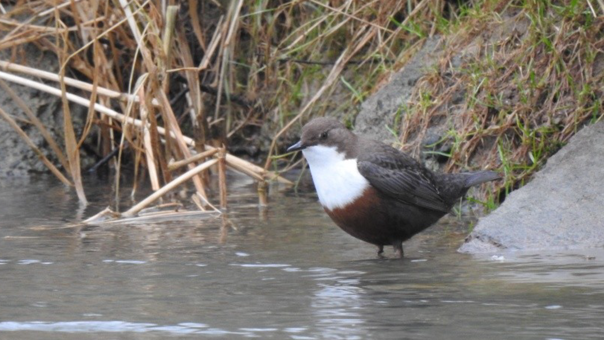 À LA DÉCOUVERTE DES OISEAUX DE L'ORB