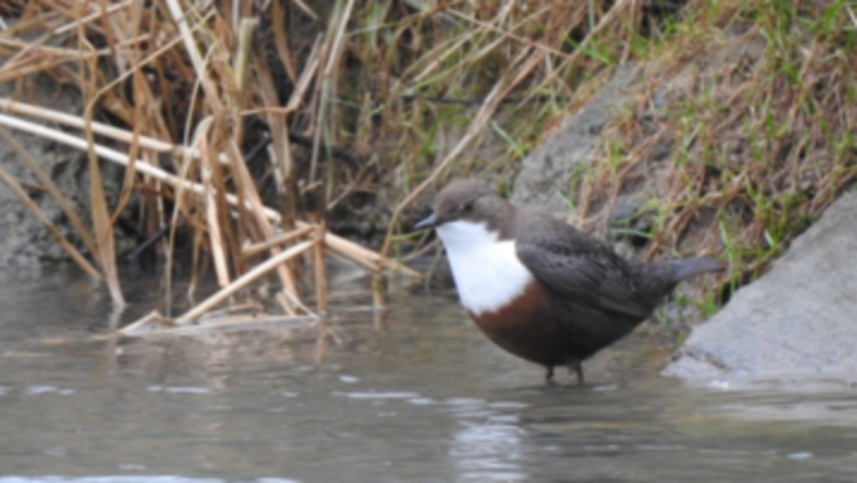 À la découverte des oiseaux de l'Orb