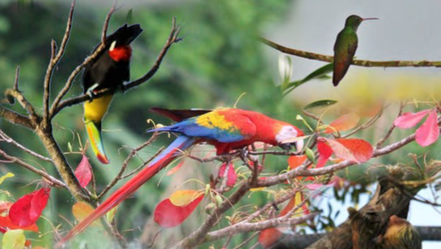 Conférence sur les oiseaux du Costa Rica