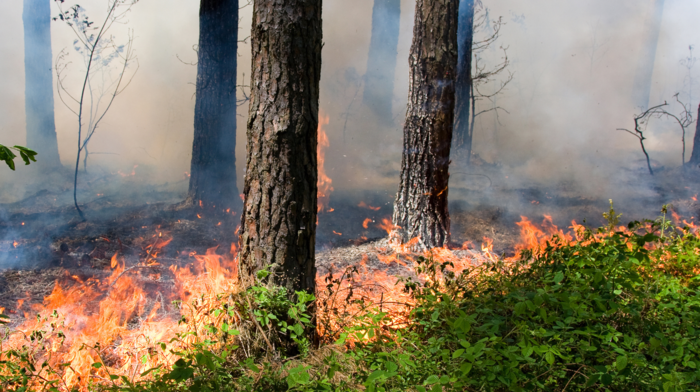 Une réunion publique pour en savoir plus sur les obligations légales de débroussaillement