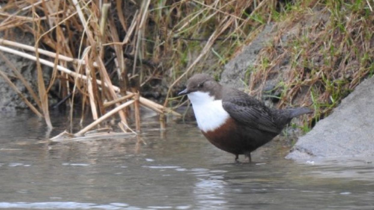 Sortie à la découverte des oiseaux de l’Orb