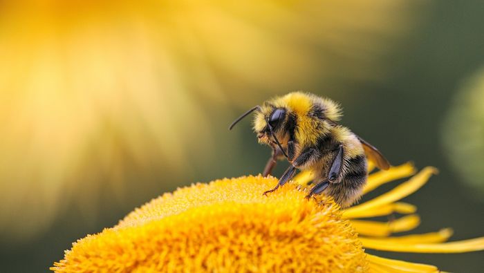 Conférence sur l'apiculture & l'apithérapie