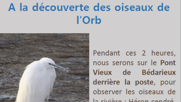 À la découverte des oiseaux de l'Orb