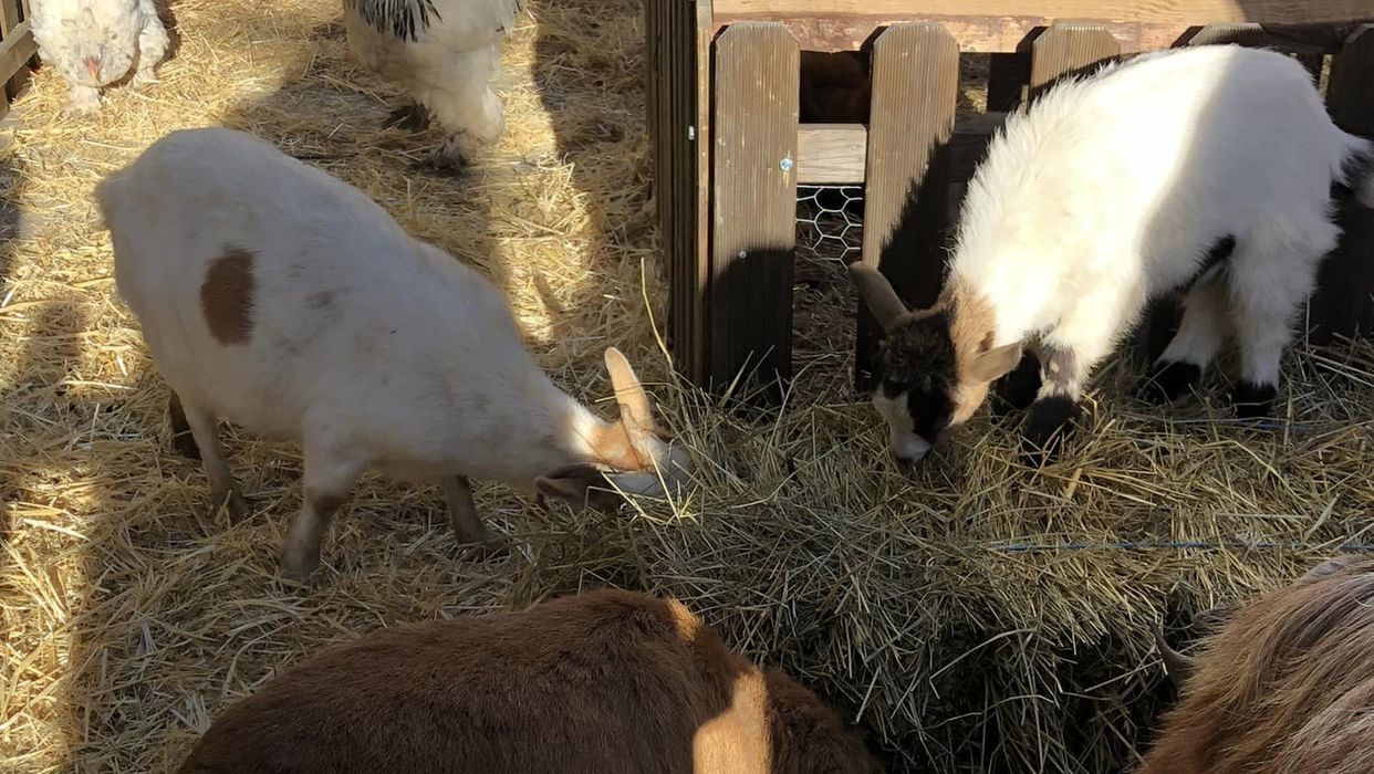 La petite ferme de&nbsp;Marou