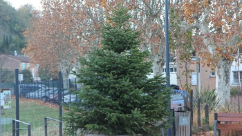 Opération « Des sapins dans les quartiers »