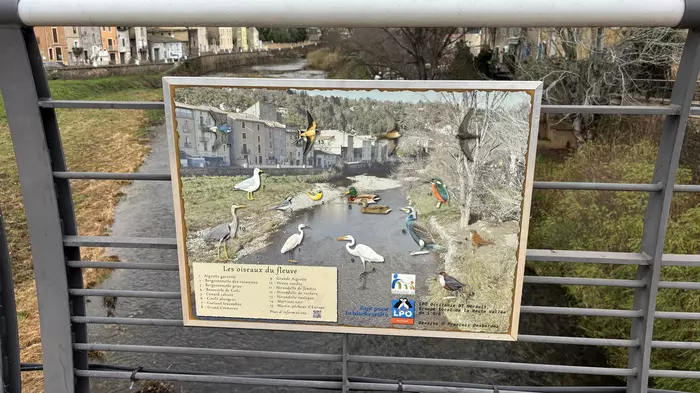 À la découverte des oiseaux de Bédarieux :  une initiative pour sensibiliser les habitants