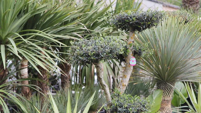 La Pépi de Béda fleurit dans la commune