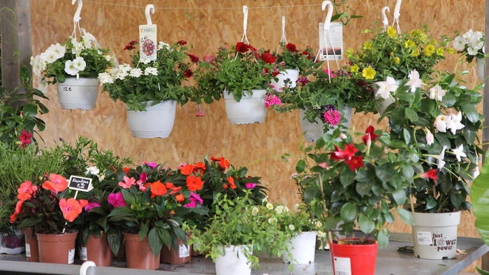 La Pépi de Béda fleurit dans la commune