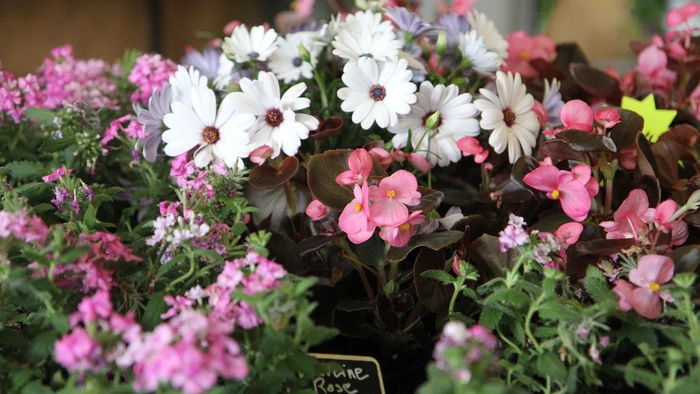 La Pépi de Béda fleurit dans la commune
