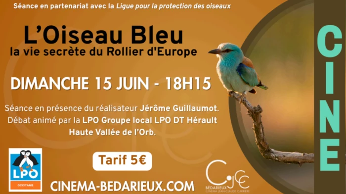 Ciné-débat :  l'oiseau bleu, la vie secrète du Rollier d'Europe